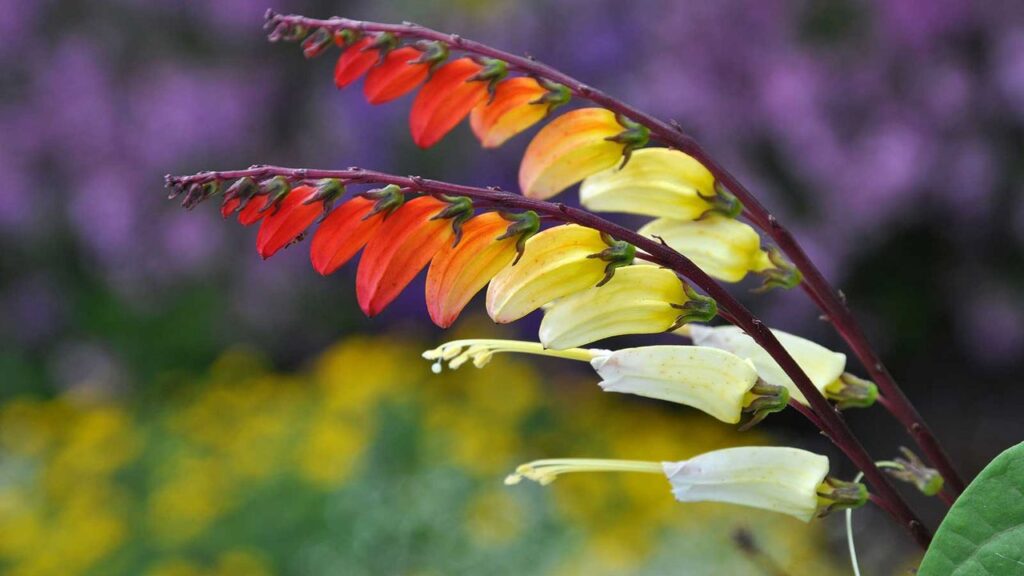 10 annual plants examples for a vibrant garden