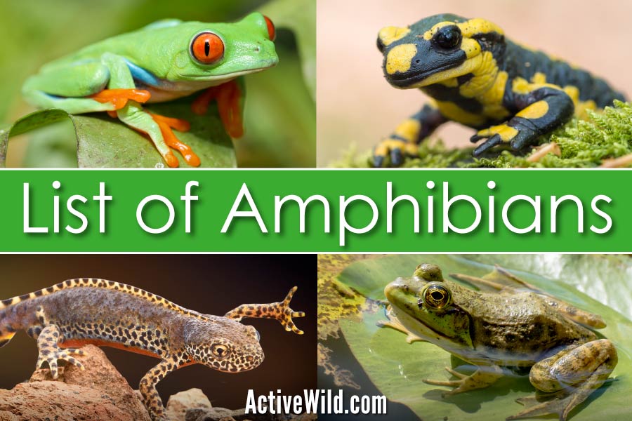 10 examples of amphibians you should know about