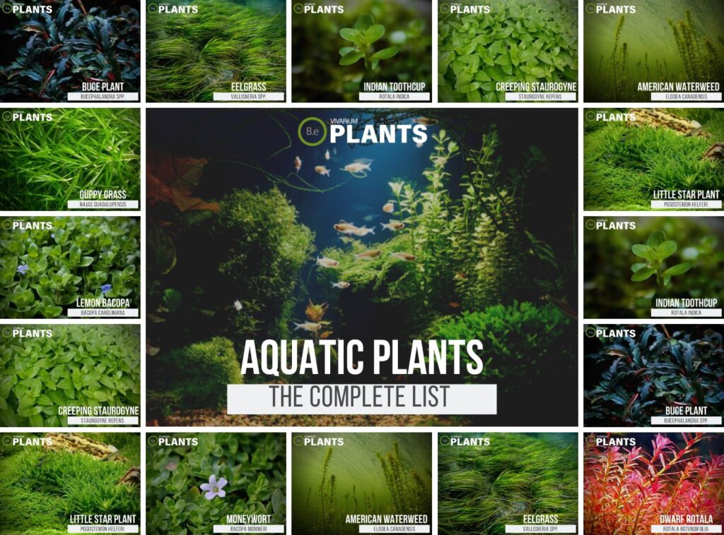 10 examples of aquatic plants for your garden and aquarium