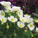 10 examples of biennial plants to transform your garden