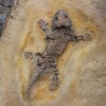 10 Fascinating Body Fossil Examples from Earth's History 10 fascinating body fossil examples from earths history
