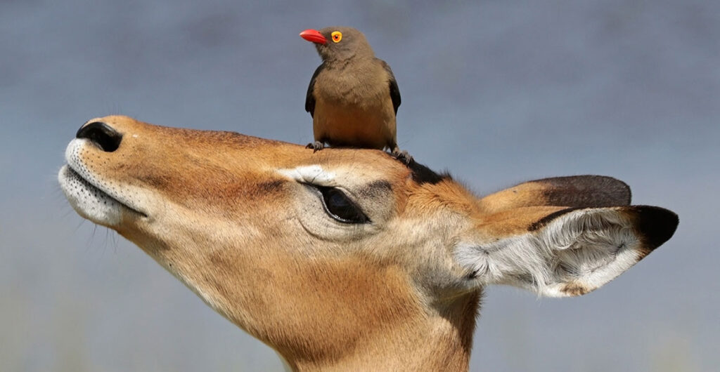10 fascinating examples of mutualism in nature