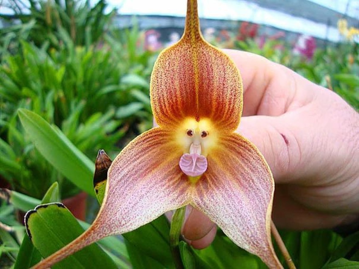 10 stunning flowering plants examples for your garden