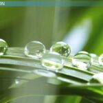 3 real life examples of surface tension you should know