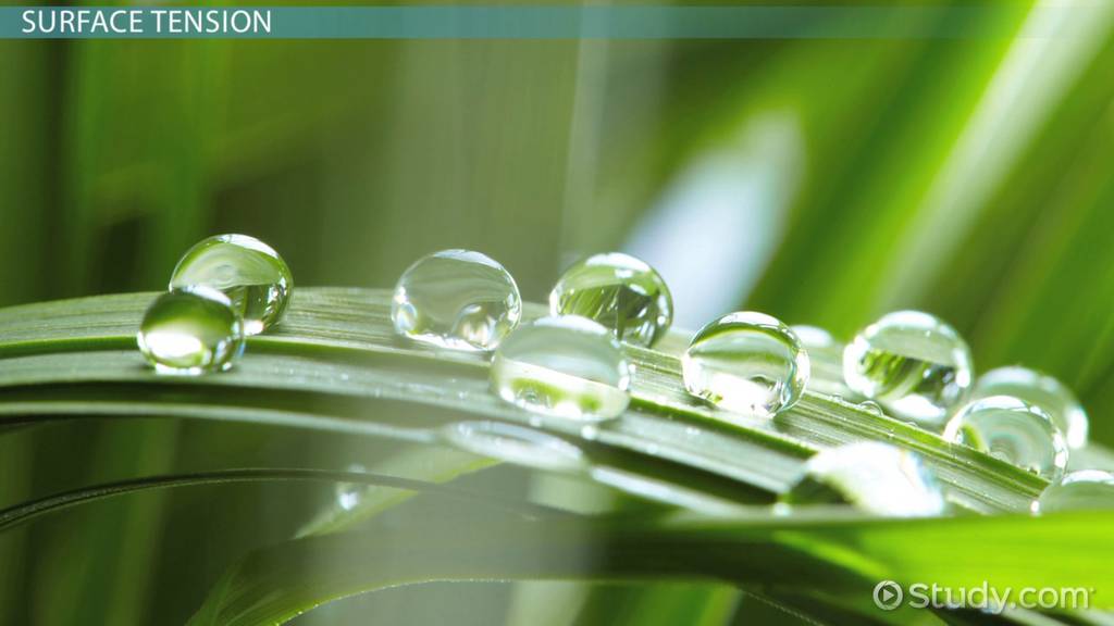 3 real life examples of surface tension you should know