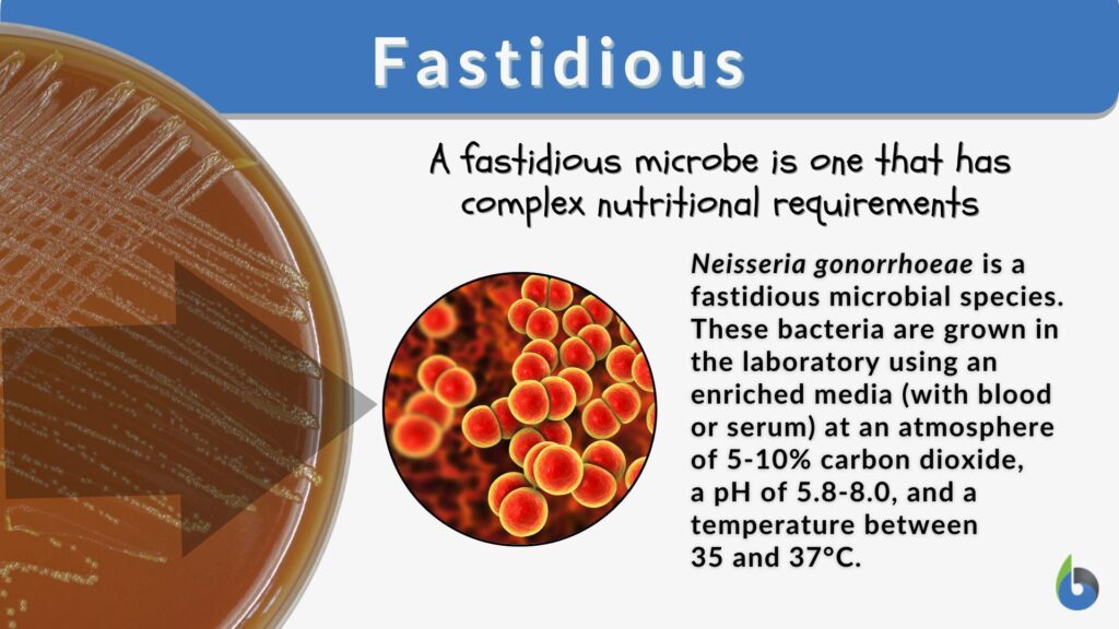 a fastidious organism must be grown on specific media types