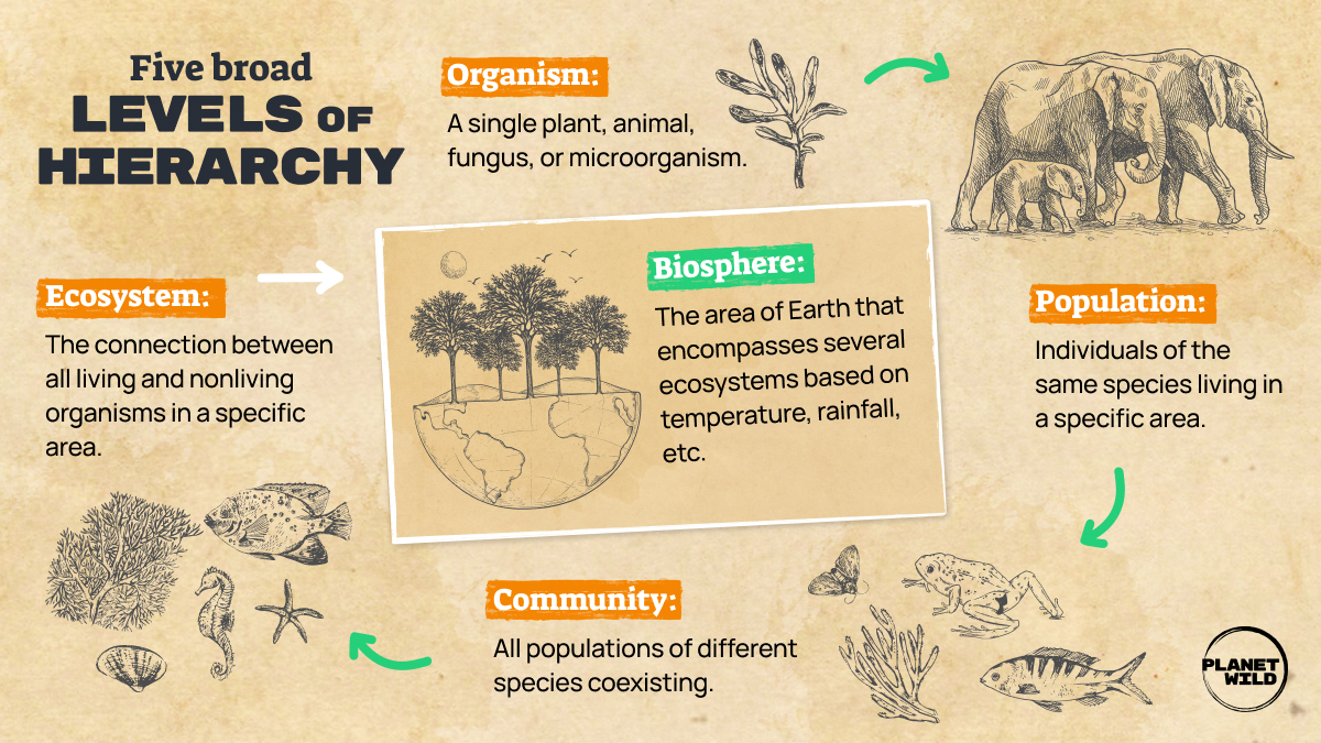 a stable ecosystem is both resilient and diverse key examples