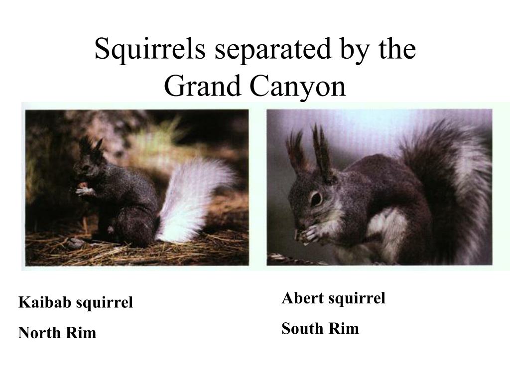 aberts and kaibab squirrels key examples of speciation