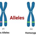 allele examples key variants in genetics