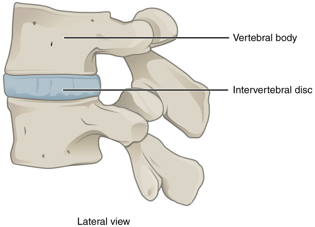 amphiarthrosis key examples and insights