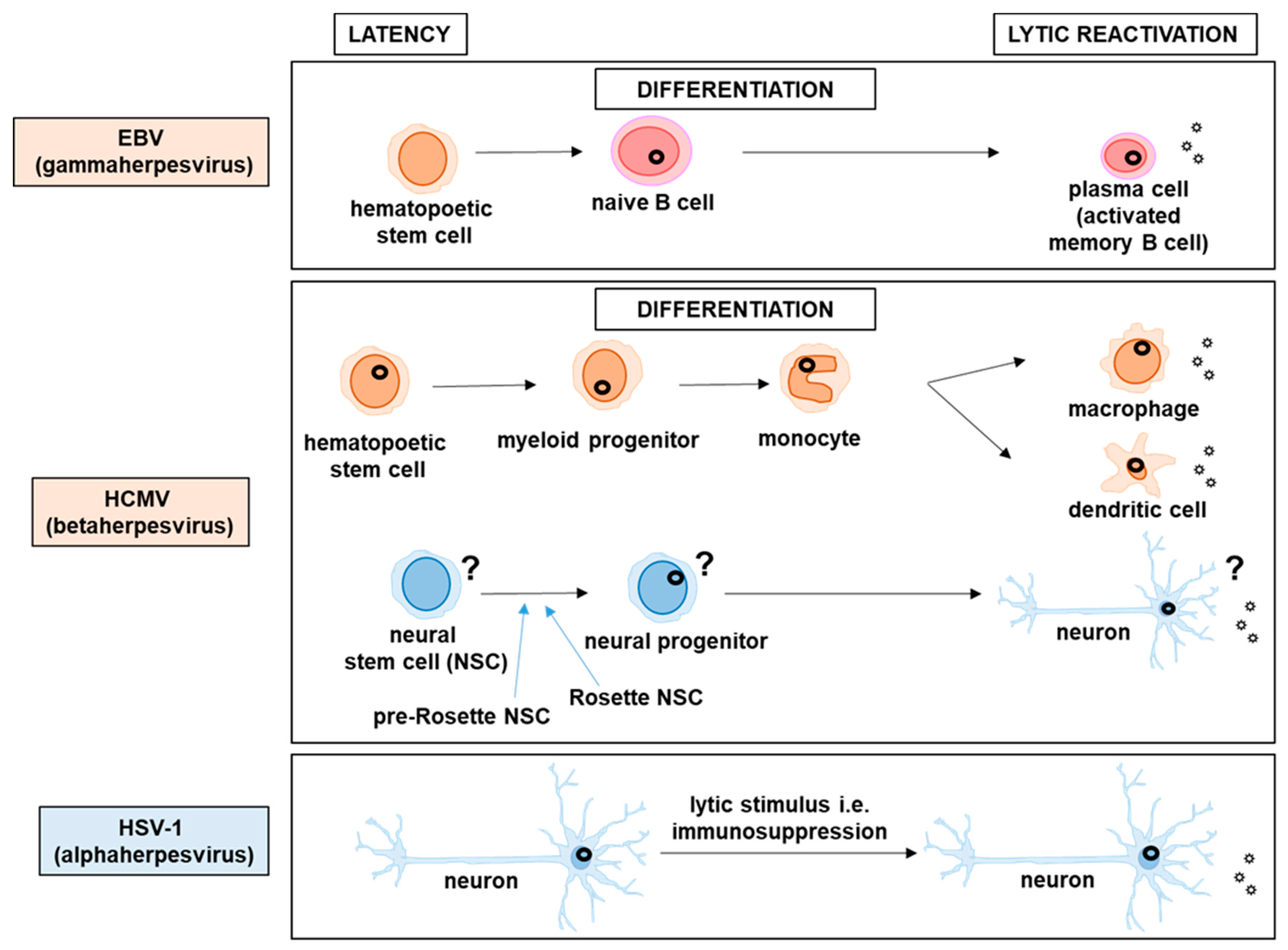 an example of a latent viral infection herpes and more