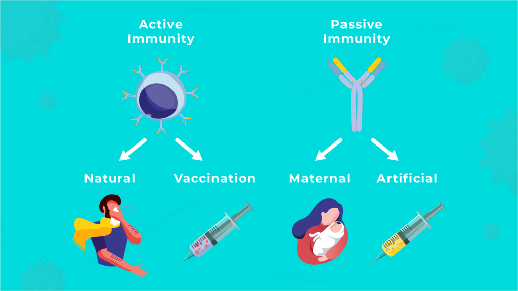 an example of artificial passive immunity key insights