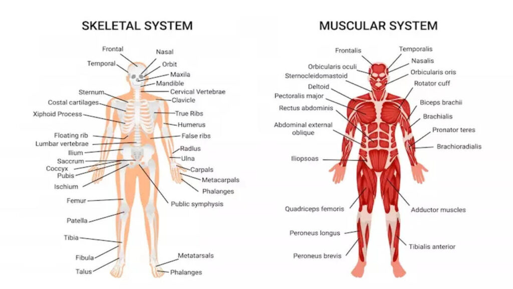 anatomy examples understanding body structures