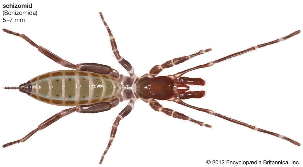 arachnids examples spiders scorpions and more