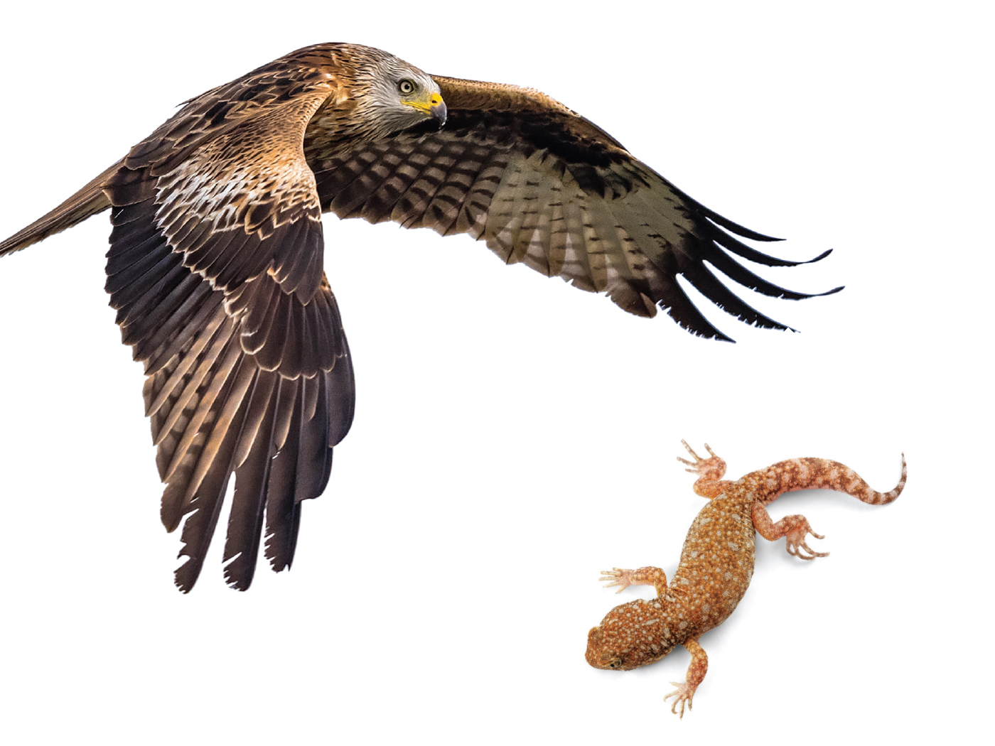 are birds and reptiles related exploring their evolutionary links