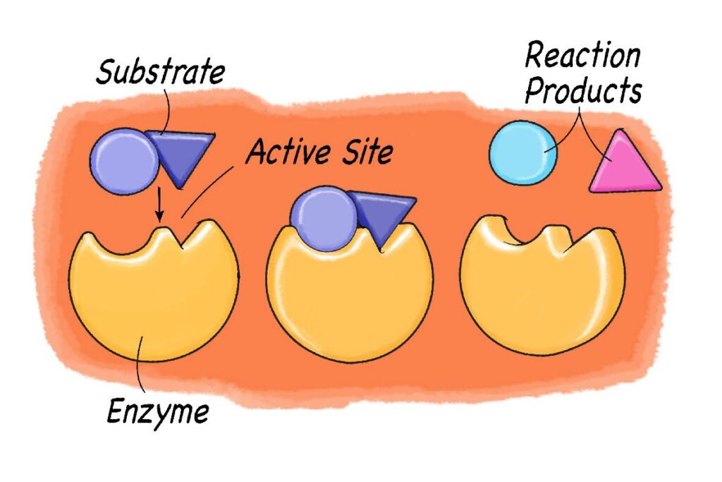 are enzymes alive exploring their role in life processes