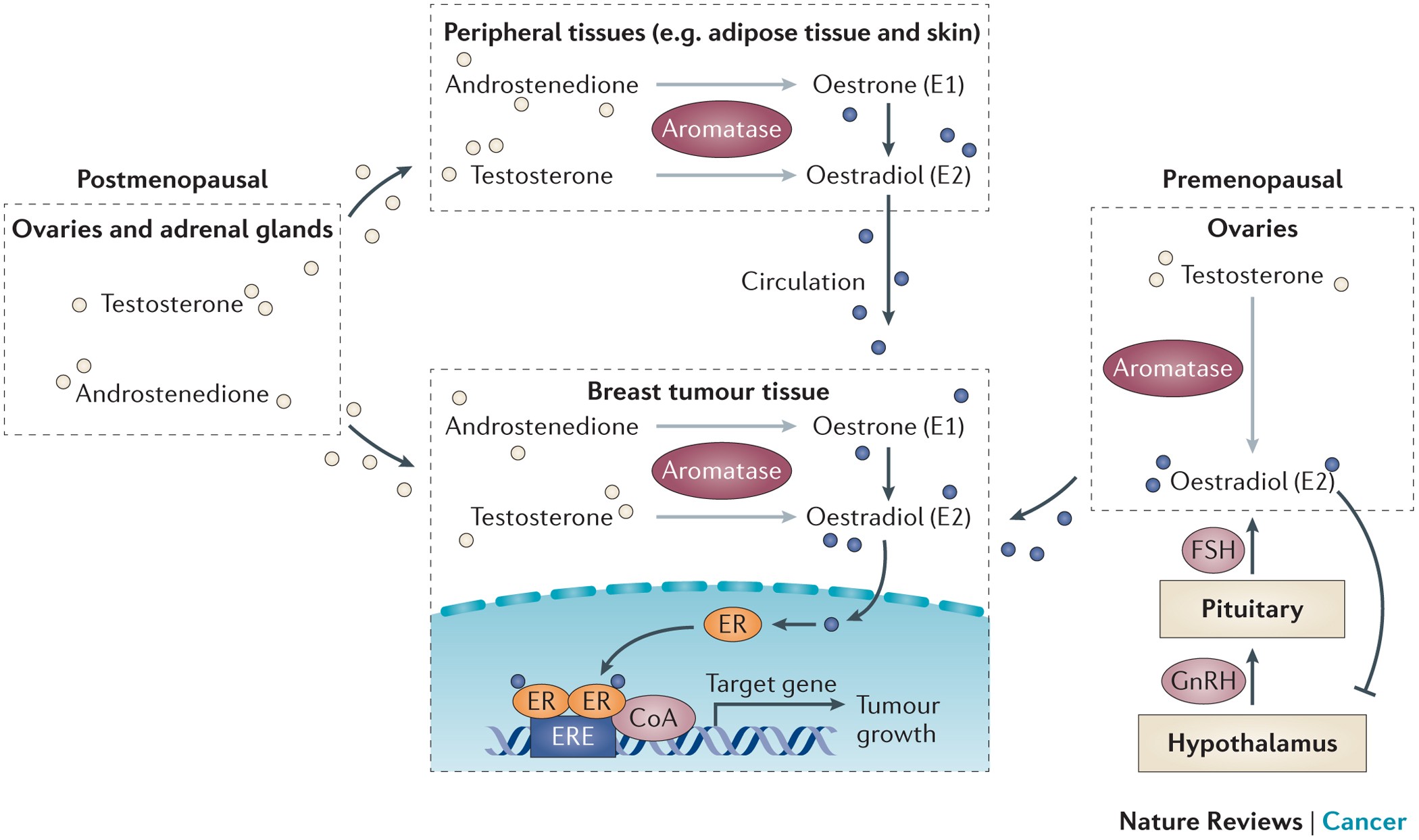 aromatase inhibitors key examples and benefits