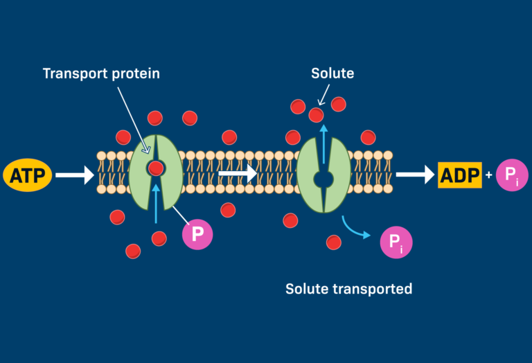 ATP Examples: Understanding Energy in Cells