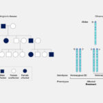 Autosomal Dominant Disorders: Key Examples autosomal dominant disorders key examples
