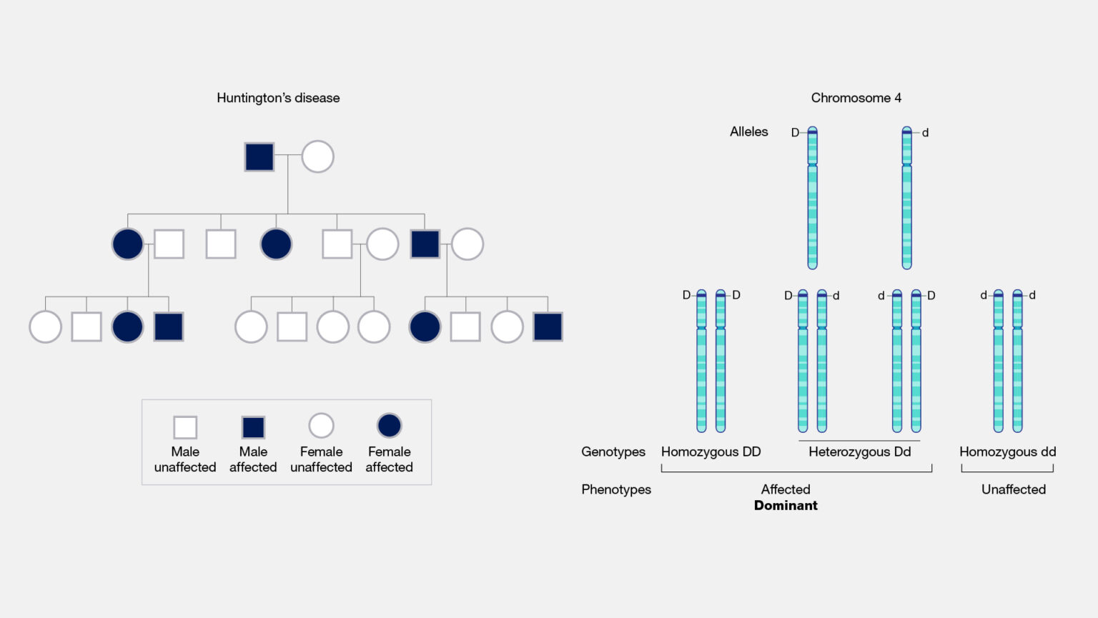 Autosomal Dominant Disorders: Key Examples