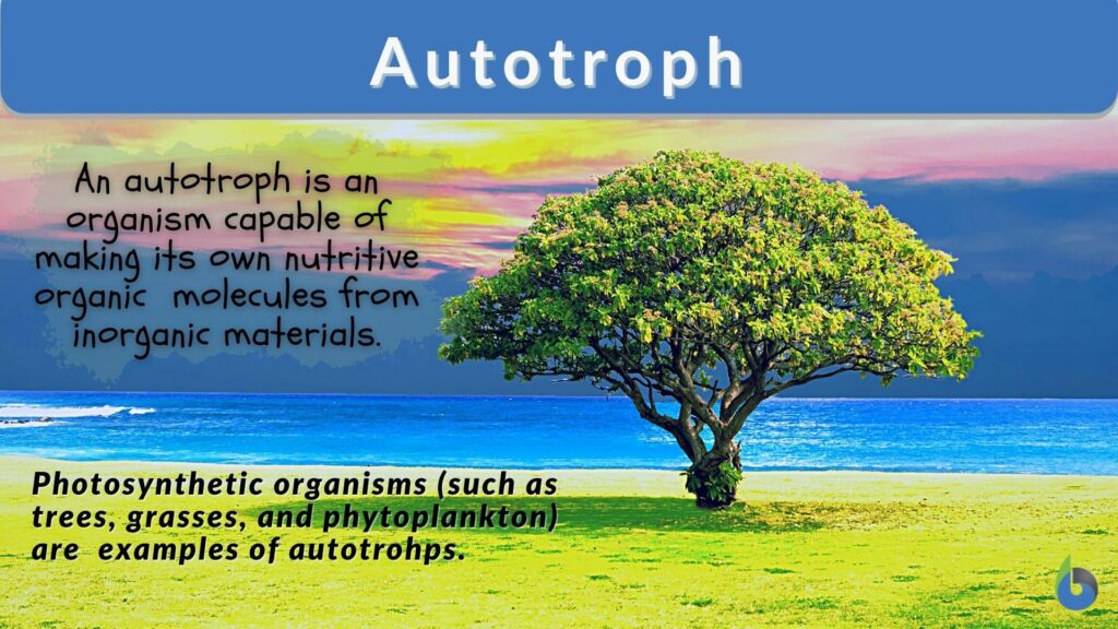 autotrophs examples essential organisms for life