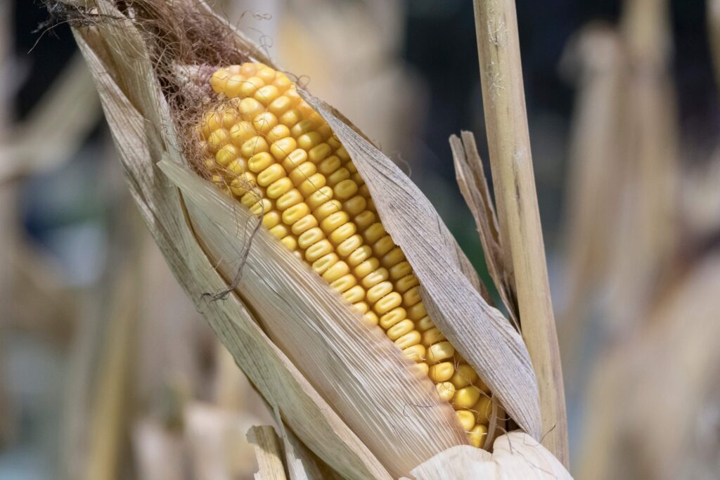 benefits and examples of gmo corn in agriculture