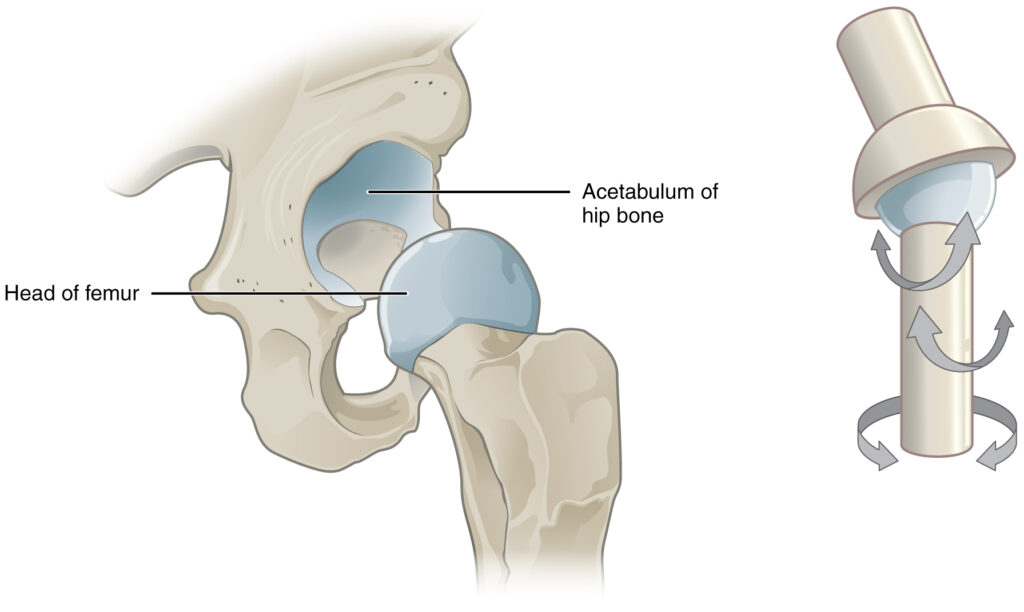 biaxial joint examples and their functions explained