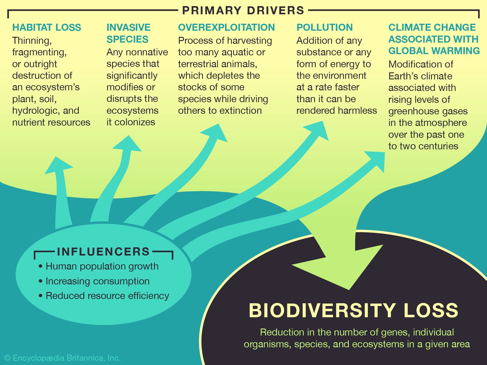 biodiversity loss examples and their impact