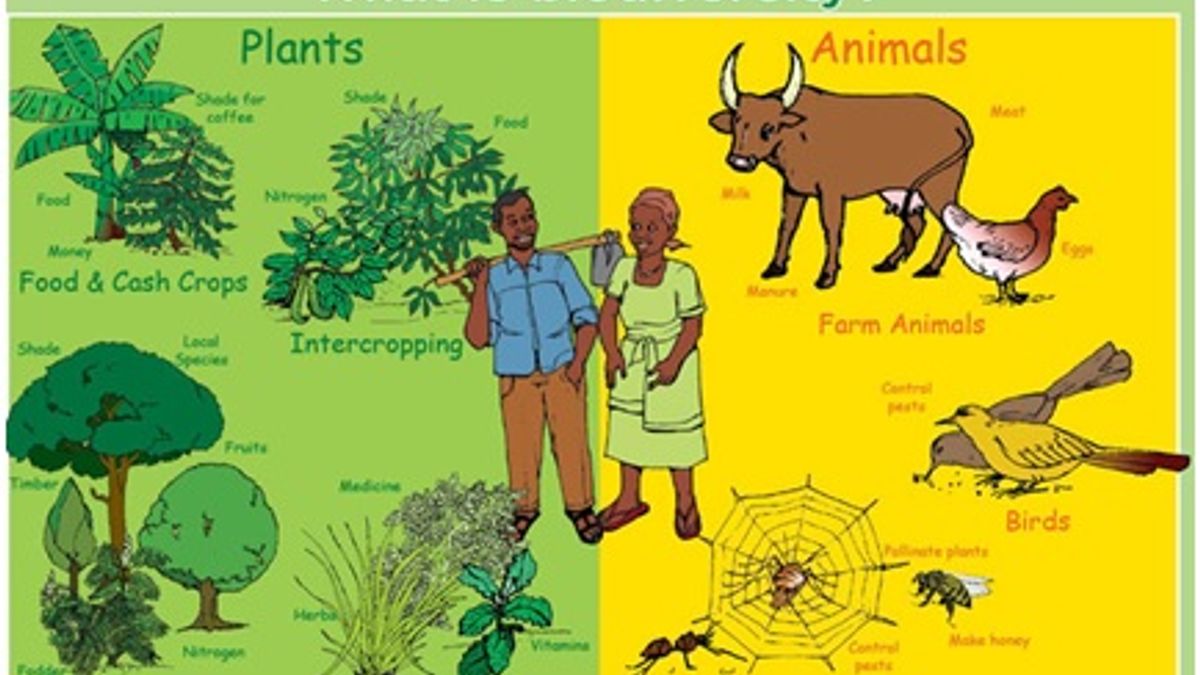 biodiversity simple definition key examples explained