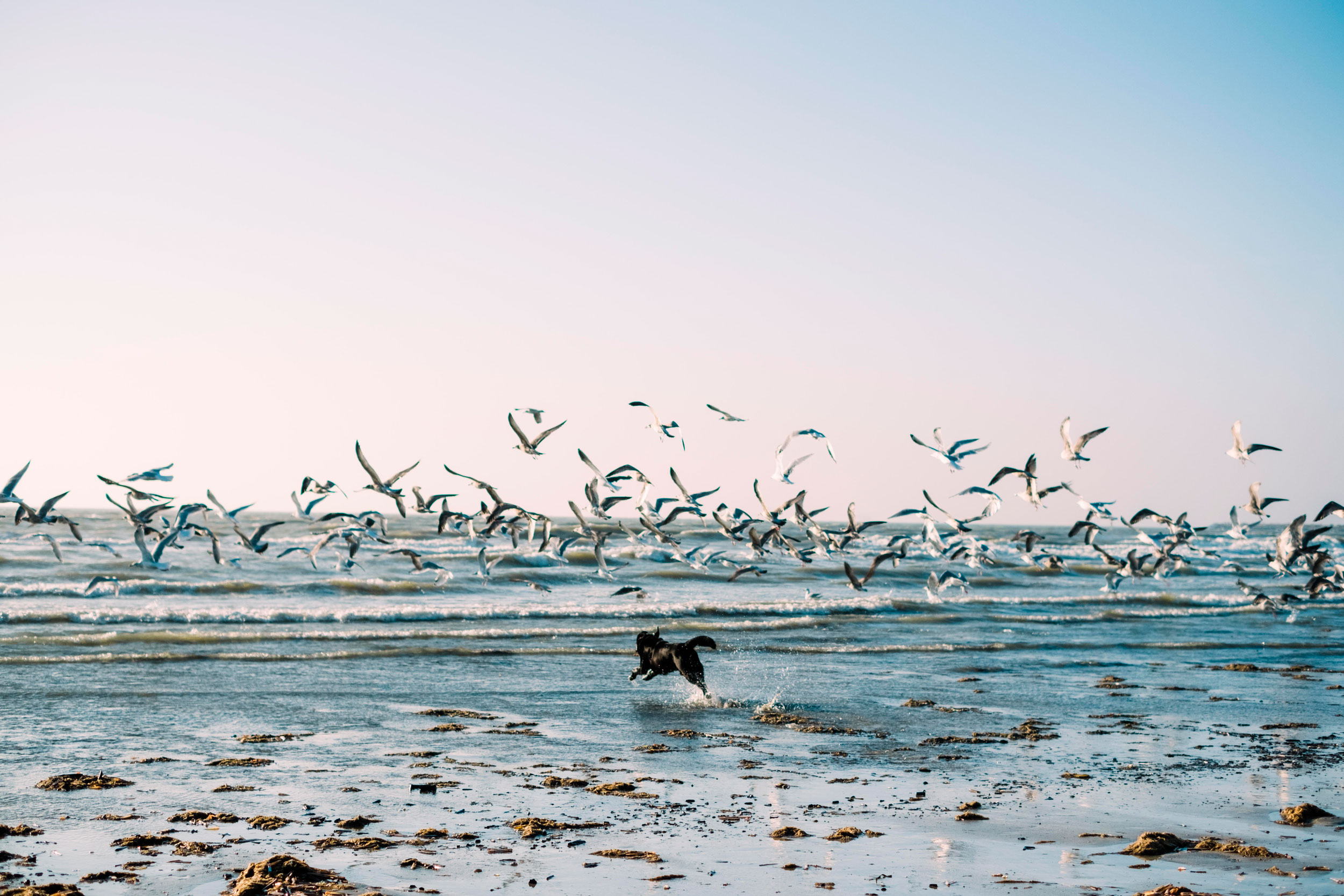 birds migrating cats chasing prey and sea turtles
