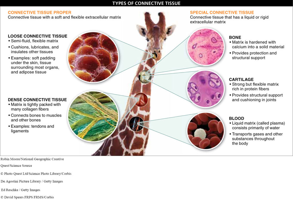 blood bone and cartilage are examples of connective tissues
