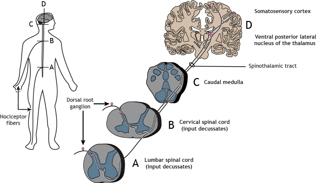c fibers key examples and their role in pain