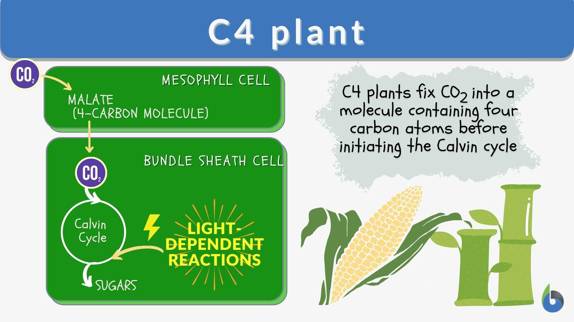 c4 plants examples for hot dry environments