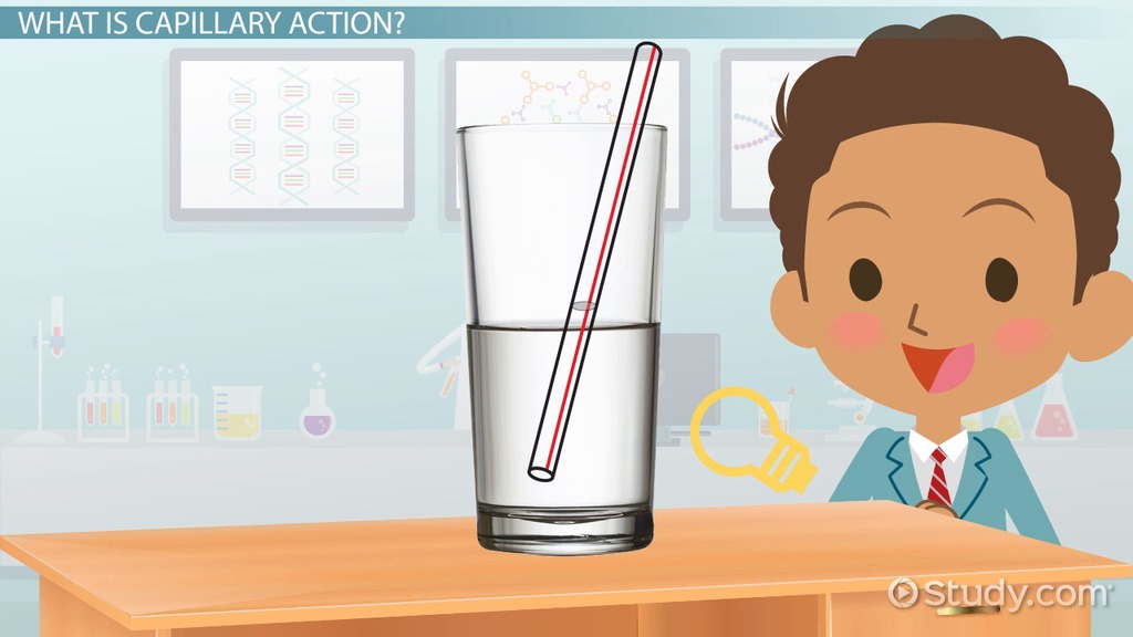 capillary action examples in nature and daily life