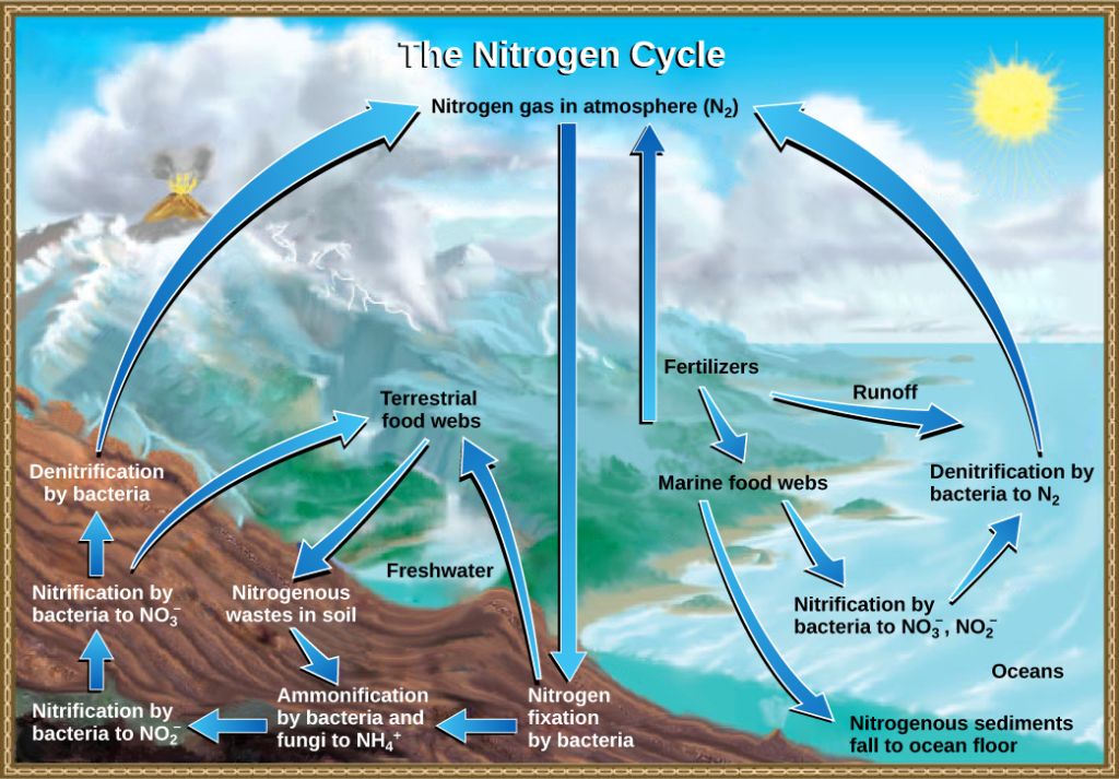 carbon nitrogen and phosphorus as examples of essential elements