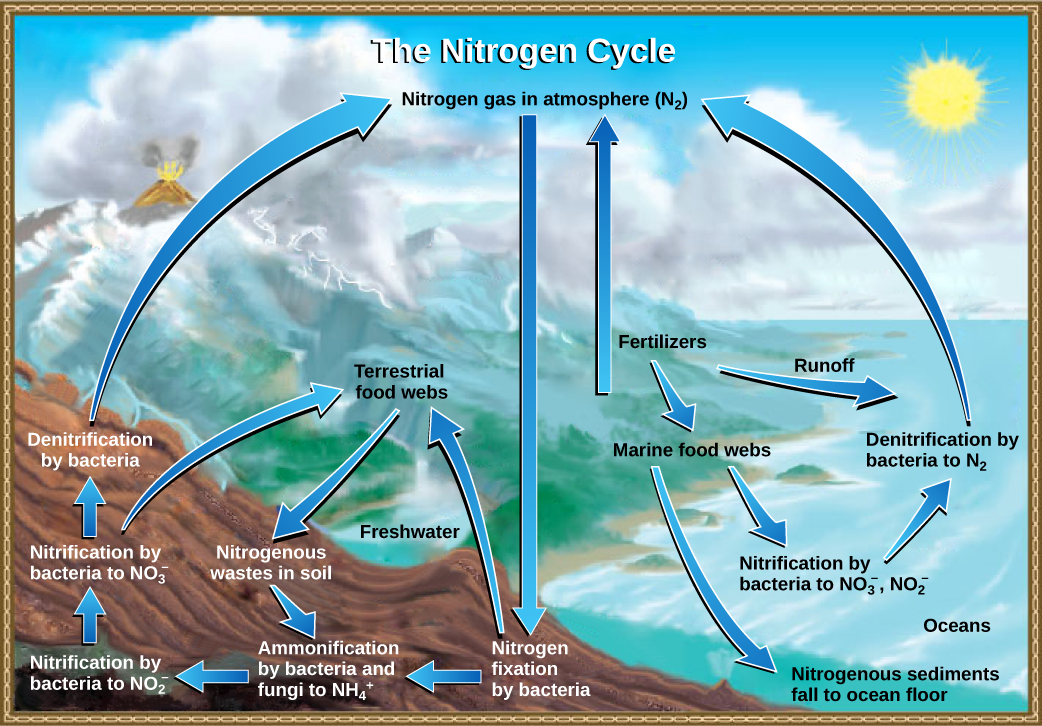 carbon nitrogen and phosphorus as examples of essential elements