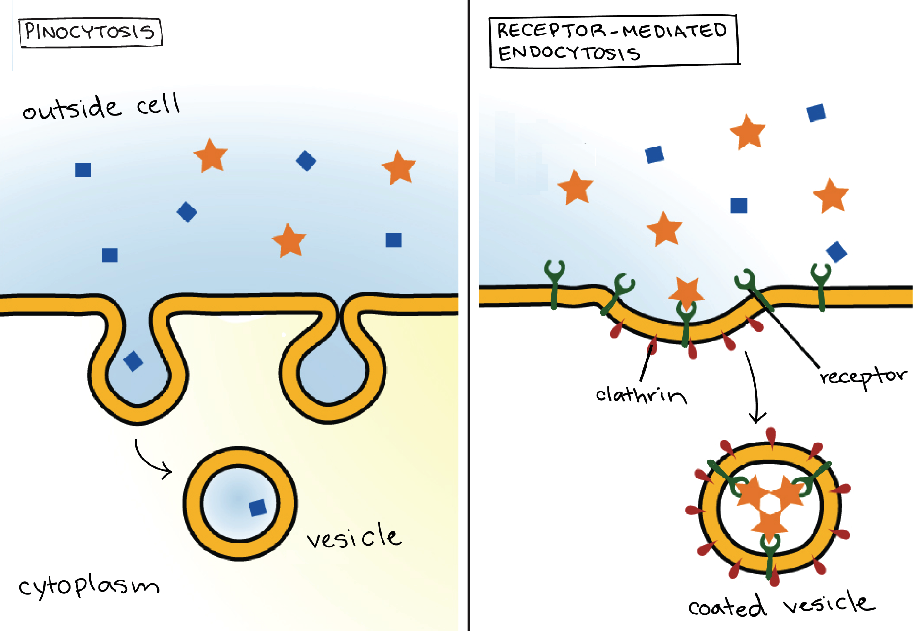 cell drinking and eating key examples and models explained