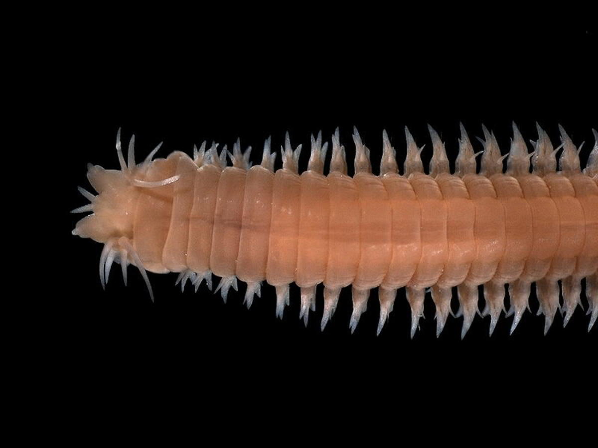 christmas tree worms and leeches examples of segmented animals