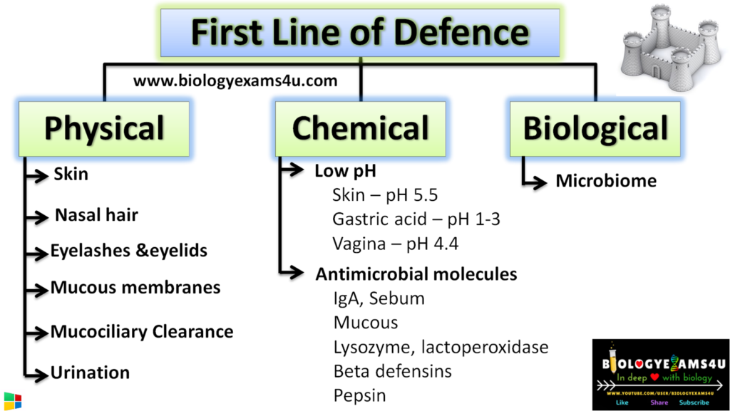 cilia and mucous key examples of first line of defense