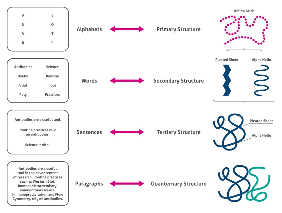 classify protein structure examples levels explained