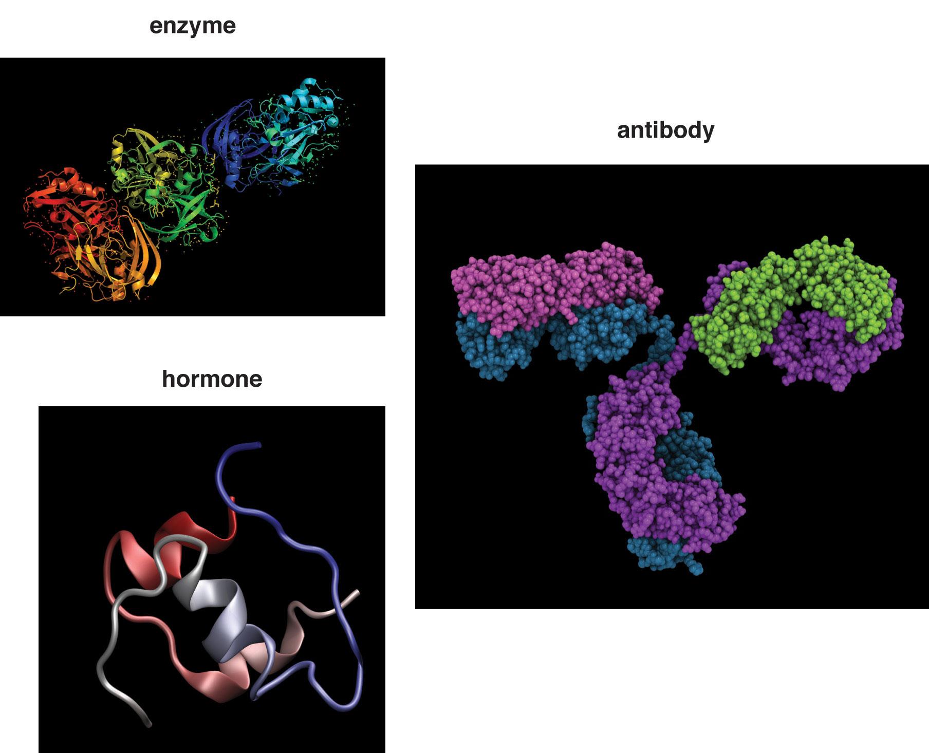collagen antibodies enzymes and myoglobin key protein examples