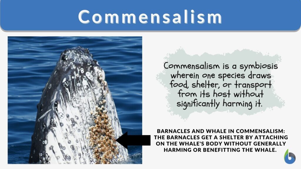 commensalism non examples in nature
