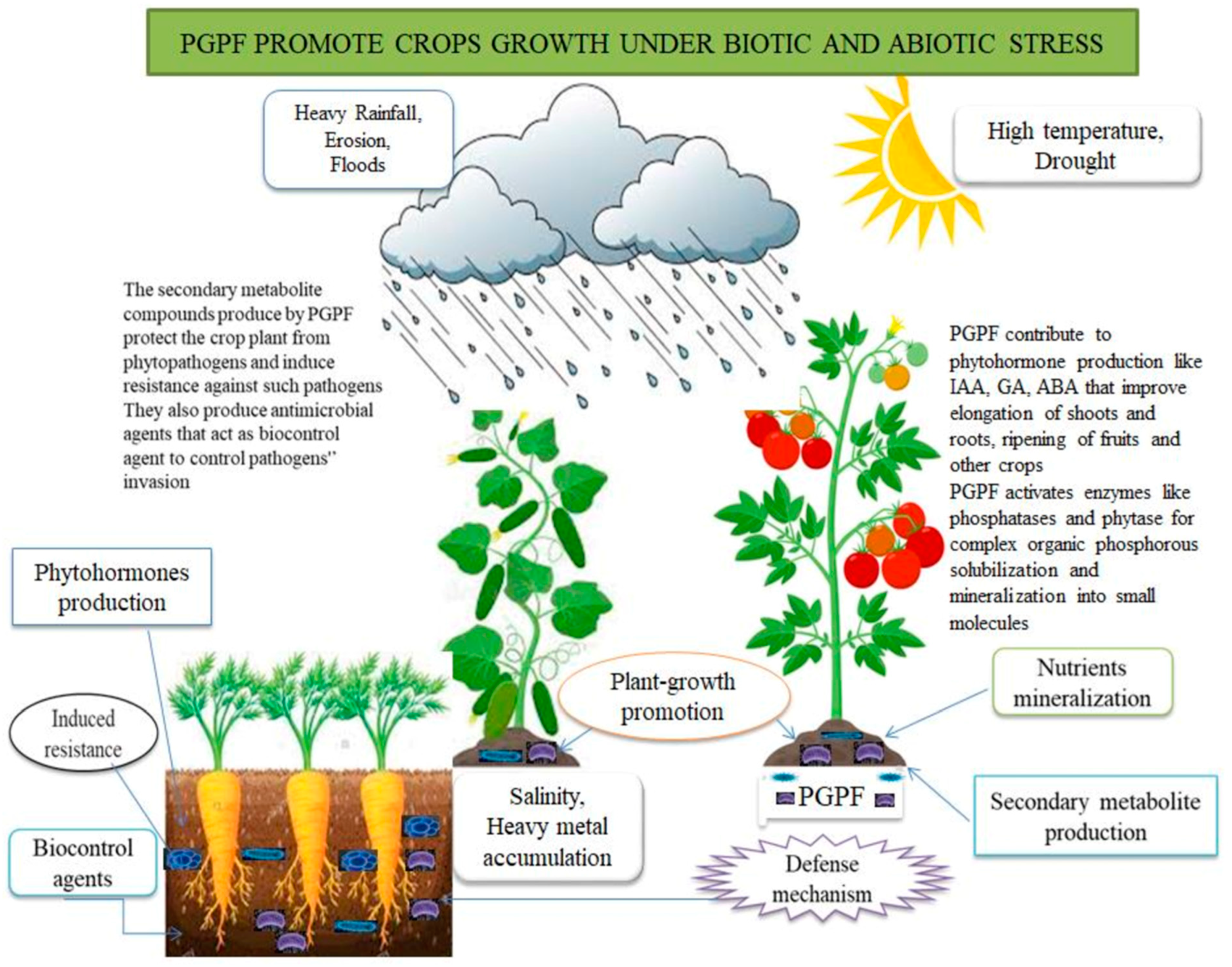 commercially important contributions attributed to fungi include examples