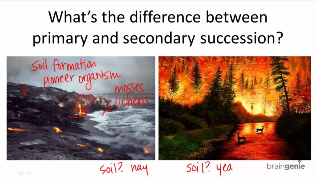 compare primary and secondary succession key differences explained