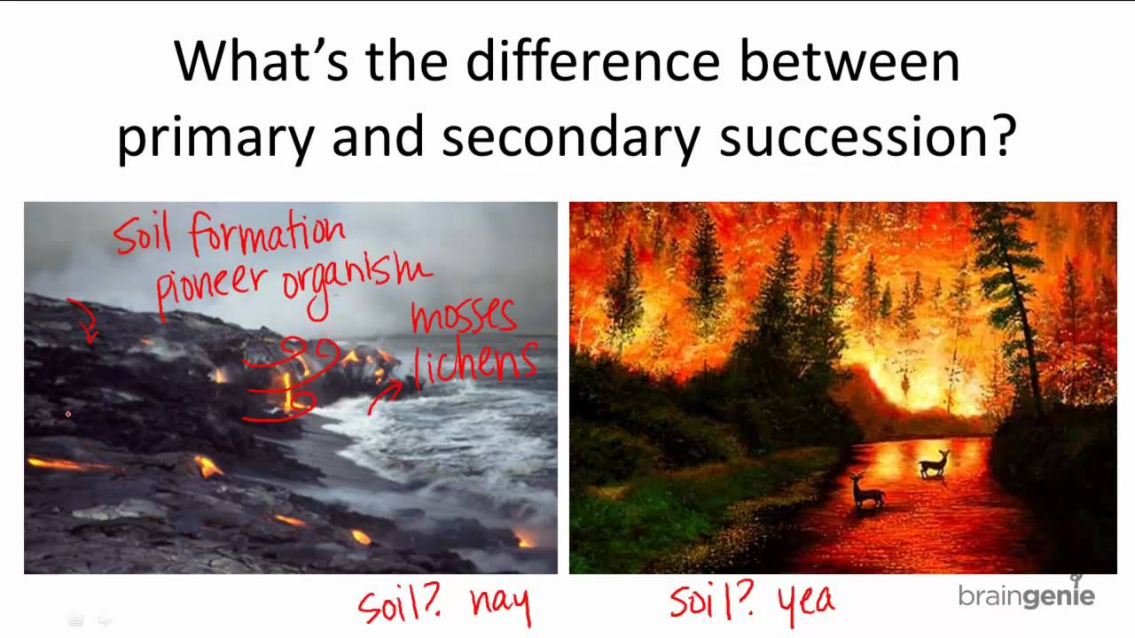 compare primary and secondary succession key differences explained