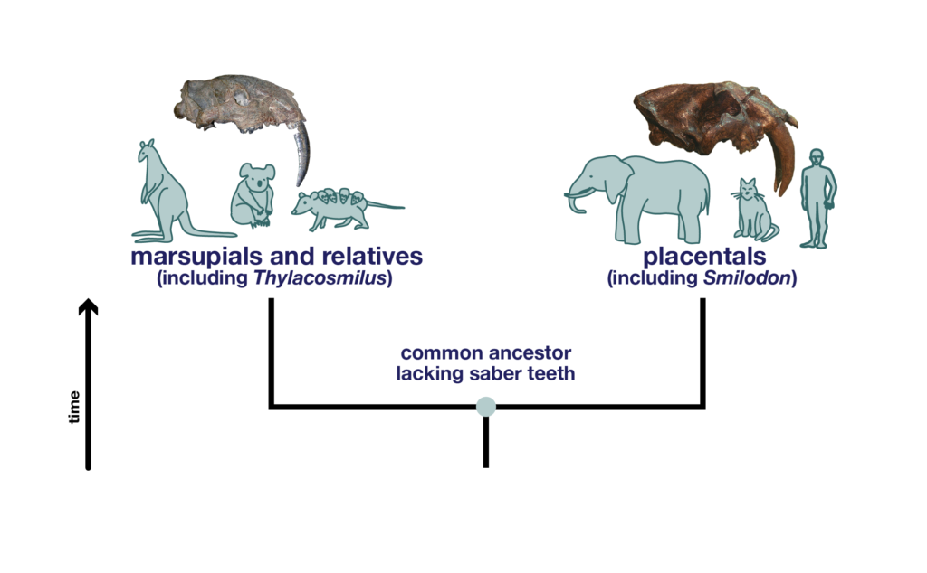 convergent evolution examples in nature