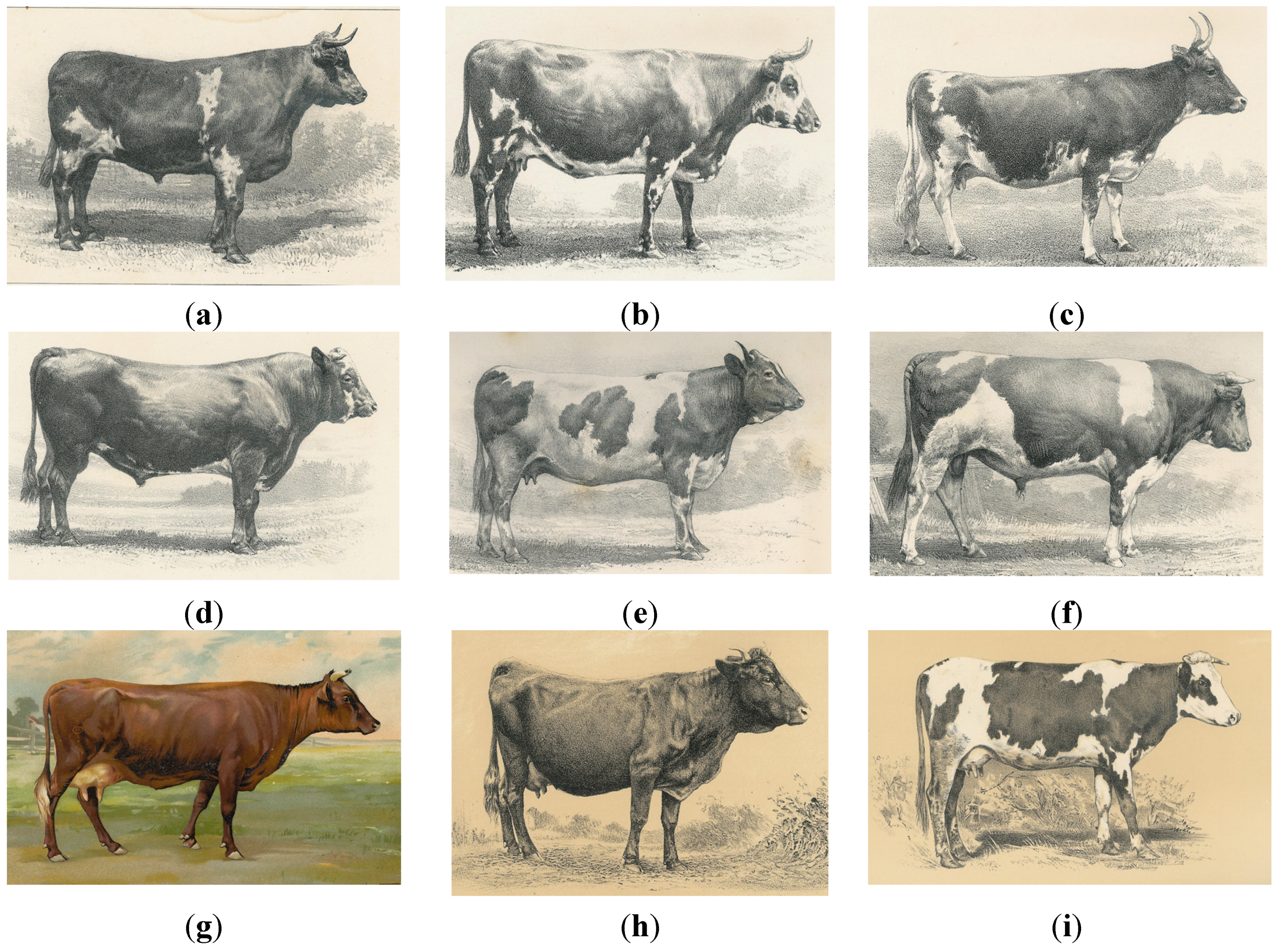 cow species unique breeds and their importance