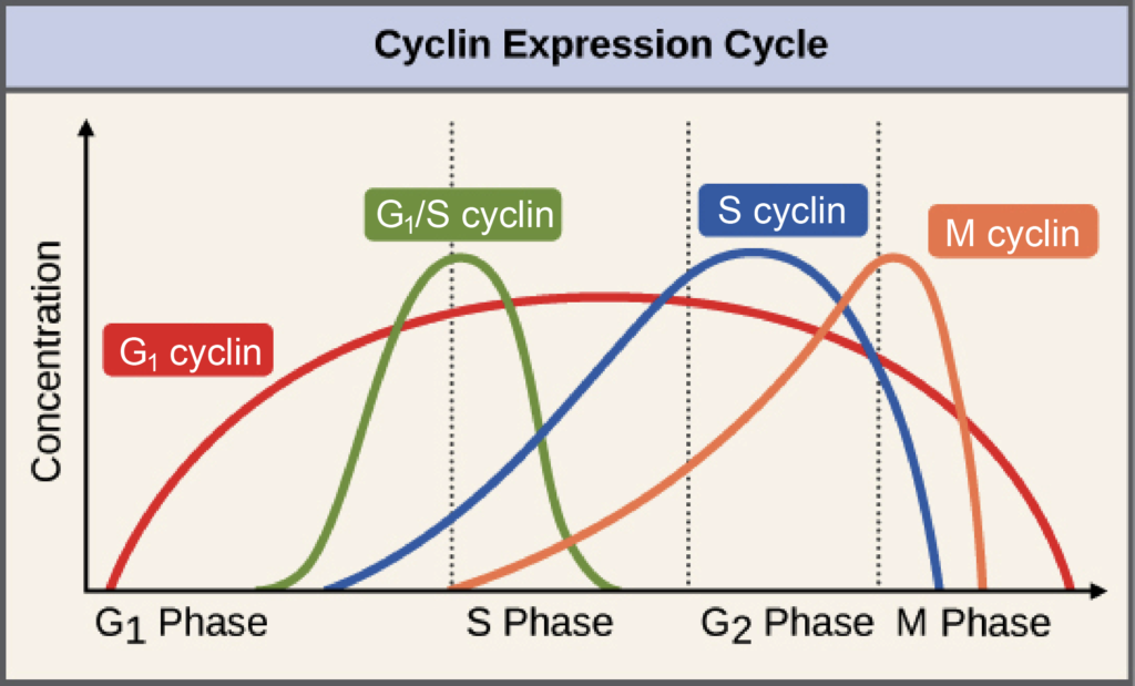 cyclin examples and their role in cell division