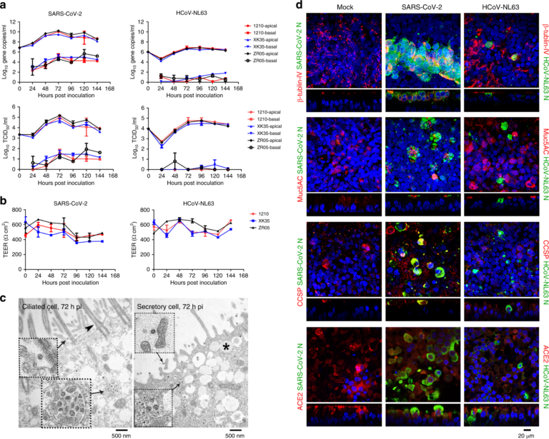 Cytopathic Effect: Key Examples and Insights
