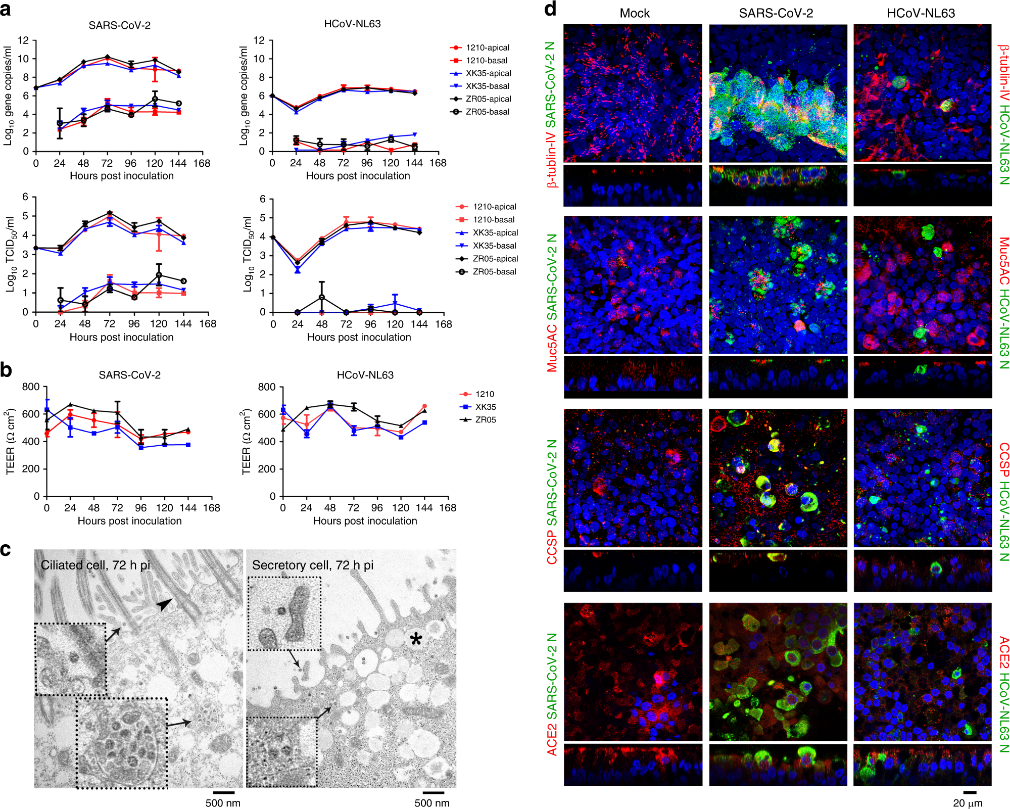 cytopathic effect key examples and insights